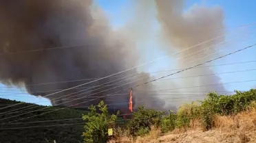 Yenişehir'de Orman Yangınına Müdahele