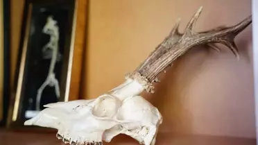 ÇOMÜ'de Zooloji Müzesi Kuruluyor