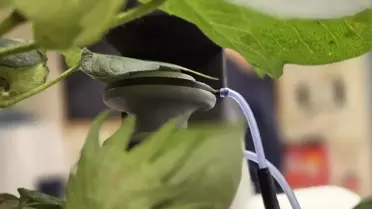 Yumuşak Robot Tarıma Dönüşüm Getiriyor