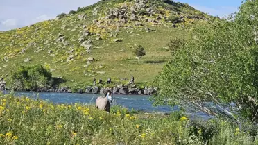 Mahsur Kalan At Kurtarıldı