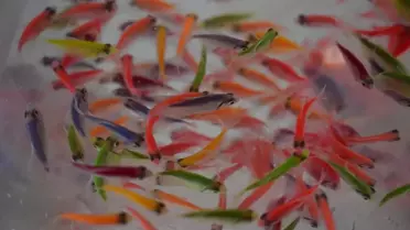 Süs Balığı Üretiminde Başarı Hikayesi