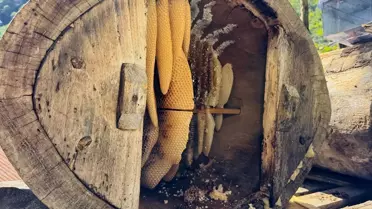 Ayder Yaylası'nda Bal Hasadı Başladı