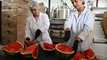 Osmaneli'de Karpuz Pekmezi Üretimi Başladı