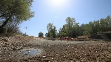 Kuraklık Nedeniyle Sudan Koyun Geçirme Geleneği Değişti