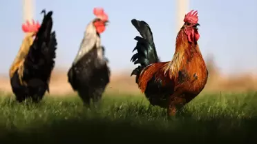 Denizli Horozunun Korunma Projesi