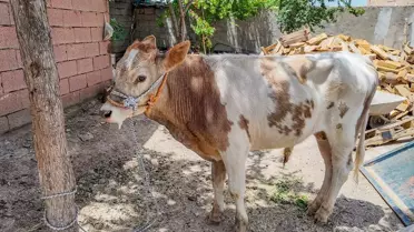 9 Ayda Bulunan Buzağı Sahibine Teslim Edildi