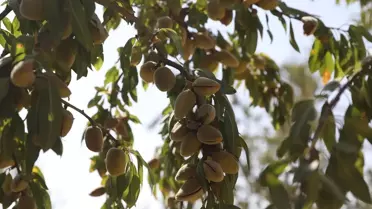 Eğil'de Badem Hasadı Etkinliği Düzenlendi