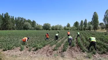 Dodurga'da Gençler İçin Patates Üretimi