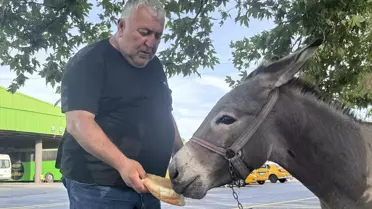 Otogarın Maskotu: Kadife