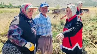 Elmalı'da Sarımsak Hasadı Başladı