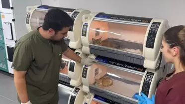 Sahipsiz Kedi Ameliyatla Hayata Döndü