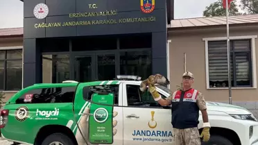 Yavru Şahin Koruma Altına Alındı