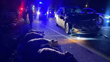 Erzincan'da SUV Aracın Çarptığı Hayvanlar Telef Oldu