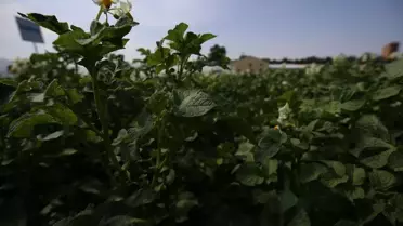 Erzurum'da Yeni Yerli Patates Çeşitleri Geliştirildi