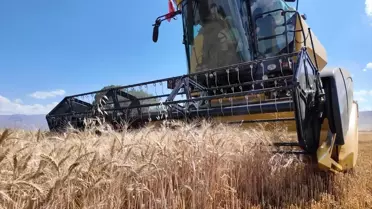 Vali Çiftçi, Öğrencilerin Buğday Hasadını Yaptı