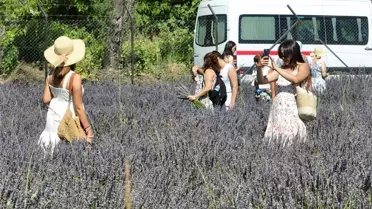 Fethiye'de Mor Tarlalarda Lavanta Hasadı