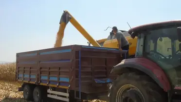 Gaziantep'te Mısır Hasadı Başladı