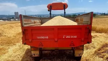 Evreşe'de 2025 İlk Arpa Hasadı Yapıldı