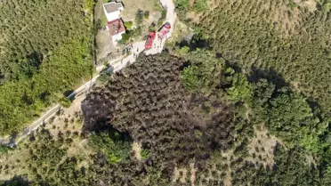 Piraziz'de Fındık Bahçelerinde Yangın