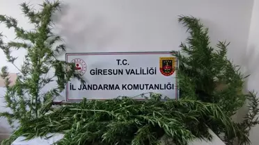 Giresun'da Uyuşturucu Operasyonu
