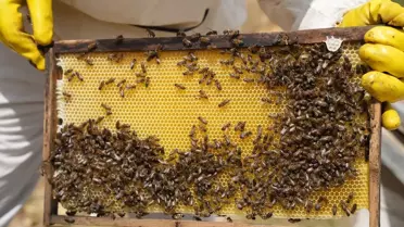 Şemdinli'de Bal Hasat Şenliği Yapıldı