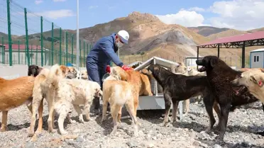 Hakkari'de 1686 Sahipsiz Köpek Koruma Altında