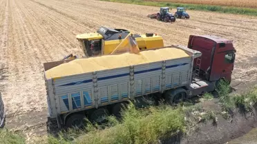 Amik Ovası'nda Mısır Hasadı Başladı