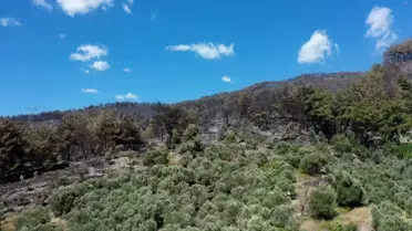 Dörtyol'daki Orman Yangını Kontrol Altına Alındı