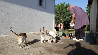 Kedi Sever Kadın, 35 Kediye Yuva Oluyor