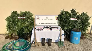 Hendek'te Kenevir Yetiştiren Şüpheli Tutuklandı