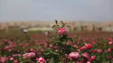 İdlib'de Gül Üretimi Geçim Kaynağı Oluyor