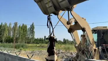 Iğdır'da Dana Kurtarıldı