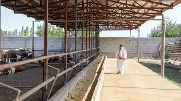 Iğdır'da Şap Aşısı Yüzde 85 Oranında Yapıldı