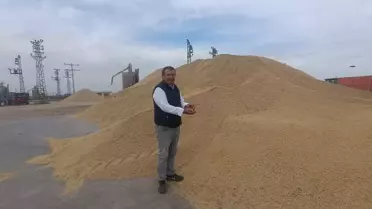 İpsala'da Çeltik Hasadı İyi Geçiyor
