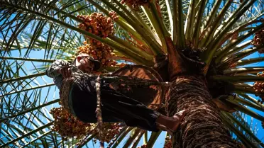 Irak'ta Hurma Hasadı Başladı