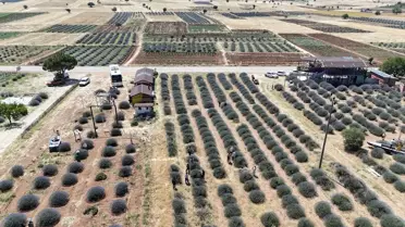 Lavanta Kokulu Kuyucak Ziyaretçi Akınına Uğruyor