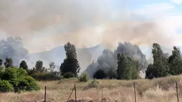 Balçova'da Ağaçlık Alanda Yangın