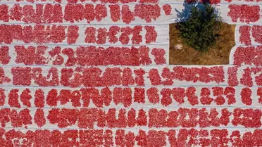 Torbalı'da Kuru Domates Sezonu Başladı