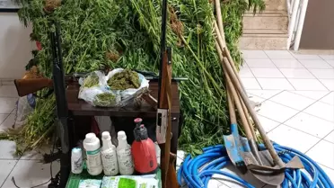 İzmir'de Hint Keneviri Yetiştiren Şüpheli Yakalandı