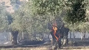 Bayındır'da Zeytinlikte Yangın Çıktı