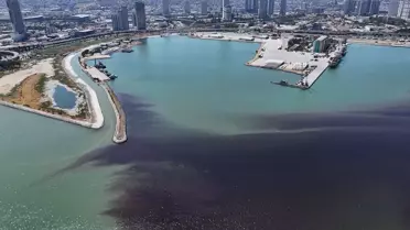 İzmir Körfezi'nde Yeniden Balık Ölümleri