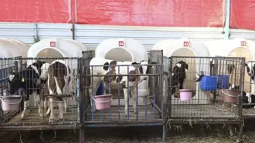 İzmir'de Orman Yangını Sonrası Hayvan Tahliyesi