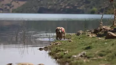 Pusat: Ceset Bulma Uzmanı Köpek