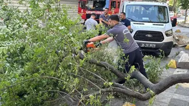 Kadıköy'de Ağaç Araca Devrildi