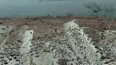 Sır Barajı'nda Balık Ölümleri Araştırılıyor