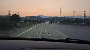 Yolda Yürüyen Ördekler Kurtarıldı