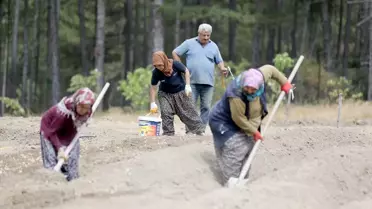 Safran Ekimi Devam Ediyor