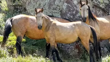 Karadağ'da Yılkı Atları ve Doğal Güzellikler
