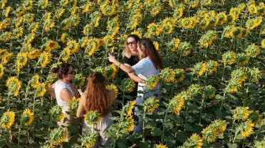 Karaman'da Ayçiçeği Tarlaları Görsel Şölen Sunuyor