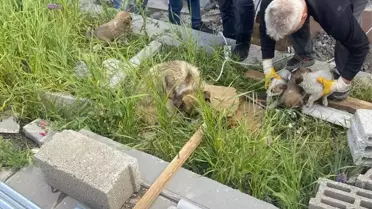 Kars'ta Bacaya Düşen 4 Yavru Köpek Kurtarıldı